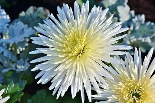 Eine Nahaufnahme einer weißen Blume mit gelber Mitte, umgeben von anderen Blumen.
